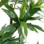 DRACENA artificiel (ou DRACAENA) FRAGRANS Janet Craig  95 et 145 cm - tronc et feuilles