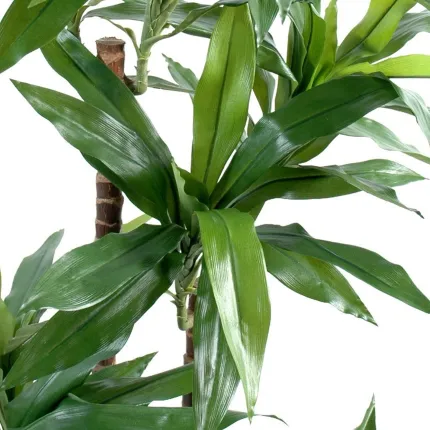 DRACENA artificiel (ou DRACAENA) FRAGRANS Janet Craig  95 et 145 cm - tronc et feuilles