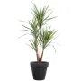 DRACENA artificiel (ou DRACAENA) MARGINATA 110 et 160 cm en pot