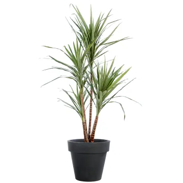 DRACENA artificiel (ou DRACAENA) MARGINATA 110 et 160 cm en pot