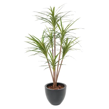 DRACENA artificiel (ou DRACAENA) MARGINATA 160 cm en pot