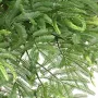 MIMOSA artificiel (Tamarin) tête 110 cm uv en pot - détails feuilles