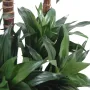 DRACENA artificiel (ou DRACAENA) FRAGRANS 3 troncs Compacta  90 et 120 cm - feuilles