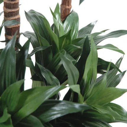 DRACENA artificiel (ou DRACAENA) FRAGRANS 3 troncs Compacta  90 et 120 cm - feuilles