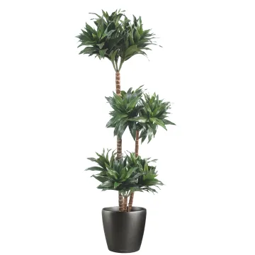 DRACENA artificiel (ou DRACAENA) FRAGRANS 3 troncs Compacta  90 et 120 cm