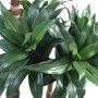 DRACENA artificiel (ou DRACAENA) FRAGRANS 3 troncs Compacta  90 et 120 cm - feuilles et troncs