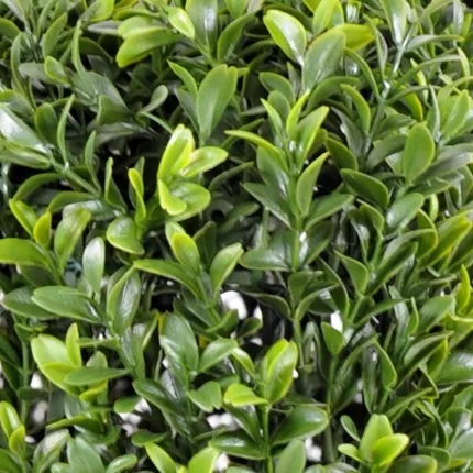 feuilles BUIS artificiel CARRE NEW 32 à 47 cm