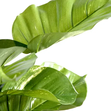 POTHOS artificiel GEANT  vert/crème 150cm
