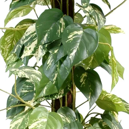 POTHOS artificiel tuteur coco  100cm
