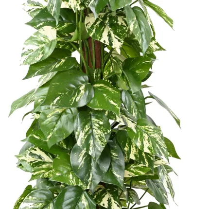 POTHOS artificiel tuteur coco  100 cm  - feuillage