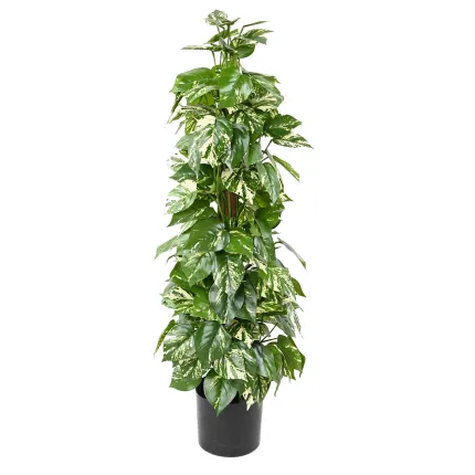 POTHOS artificiel tuteur coco  100 cm