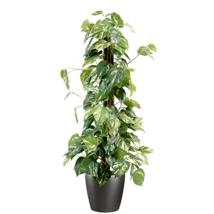 POTHOS artificiel tuteur coco  100 cm en pot