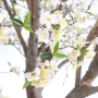 CERISIER FLEUR artificiel 280 cm