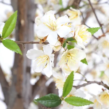 CERISIER large artificiel 220 cm - fleurs