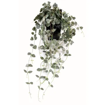 CEROPEGIA artificiel (chaine des cœurs) 60 cm - en pot