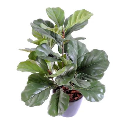 LYRATA artificiel (figuier)  60 cm - vu par dessus