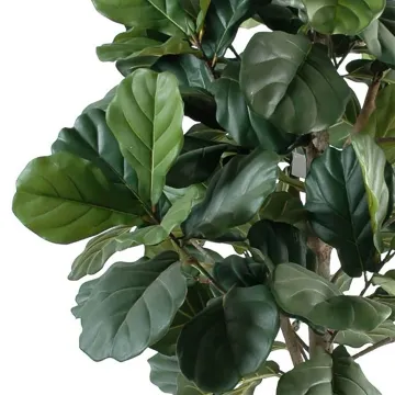LYRATA artificiel (figuier)  210 cm - feuilles
