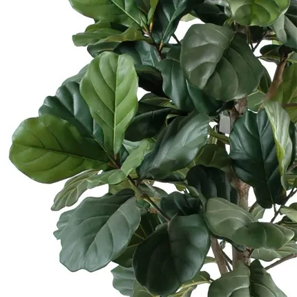 LYRATA artificiel (figuier)  210 cm - feuilles
