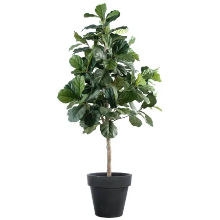 LYRATA artificiel (figuier)  210 cm