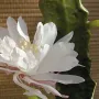 fleurs cactus cierge artificiel fleuri blanc 52 cm