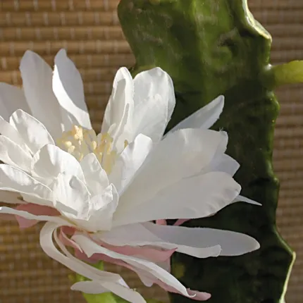 fleurs cactus cierge artificiel fleuri blanc 52 cm