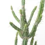 CACTUS artificiel finger - épines détails