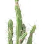 CACTUS artificiel fingers 60 cm - plan rapproché sur épines