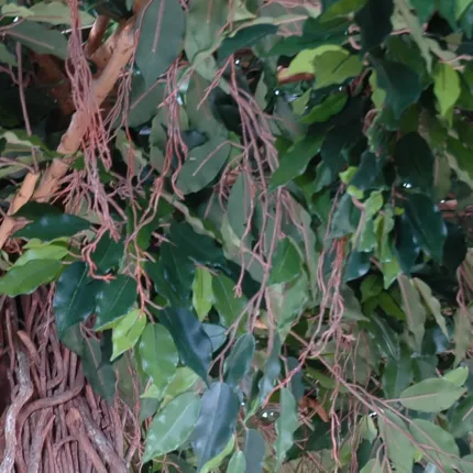 FICUS artificiel LIANES umbrella 320 cm diam 450 cm - détail tronc et feuilles