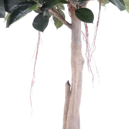 FICUS artificiel ELASTICA ou caoutchouc  220 cm - tronc