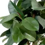 FICUS artificiel ELASTICA ou caoutchouc 110 à 180 cm en pot - feuilles