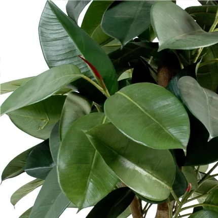 FICUS artificiel ELASTICA ou caoutchouc 110 à 180 cm en pot - feuilles