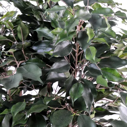 FICUS artificiel EXOTICA buisson  80 et 110 cm - feuilles