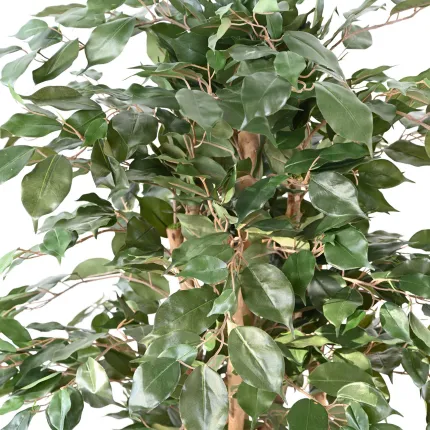 FICUS artificiel benjamina bon marché 150 cm - feuilles