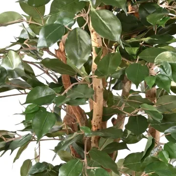 FICUS artificiel benjamina bon marché 150 cm - tronc et feuilles