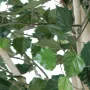 BOULEAU artificiel 300 cm - feuilles