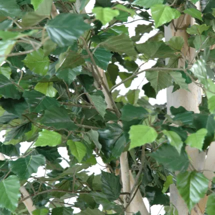 BOULEAU artificiel 300 cm - feuillage