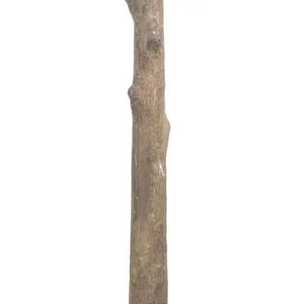 PLATANE artificiel TETE  300 et 400 cm tronc