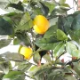 fruits et feuilles CITRONNIER artificiel New  150 et 180 cm