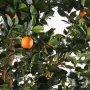 ORANGER artificiel arbre 210 cm - orange et feuillage