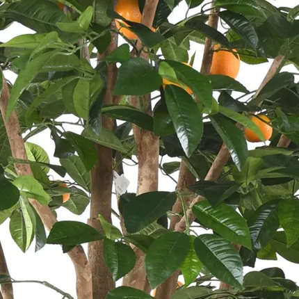 ORANGER artificiel arbre 250 cm - feuillage
