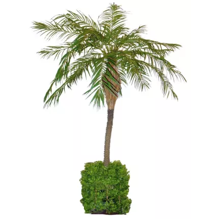 PHOENIX artificiel NEW  220 cm