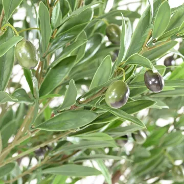 OLIVIER artificiel plastique géant 180 cm  - olives