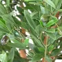 OLIVIER artificiel plastique  tronc noueux - olives et feuilles