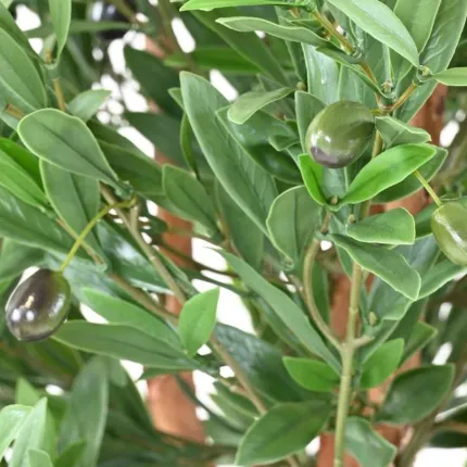 OLIVIER artificiel plastique  tronc noueux - olives et feuilles
