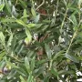 OLIVIER artificiel new buisson 140 et 170 cm - olives