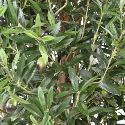 OLIVIER artificiel new buisson 140 et 170 cm - olives