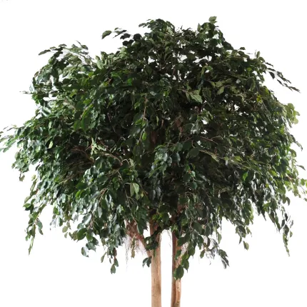 FICUS artificiel EXOTICA GIANT 350 et 480 cm - feuillage