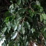 FICUS artificiel EXOTICA GIANT 350 et 480 cm - feuilles