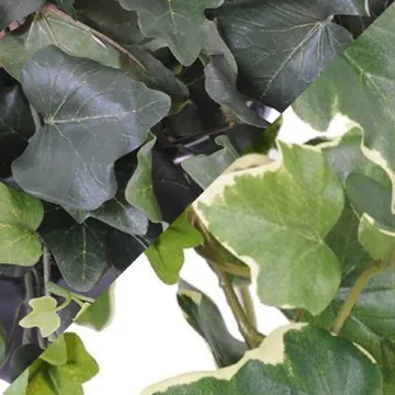 LIERRE GALA artificiel 50 cm vert ou vert crème - feuille