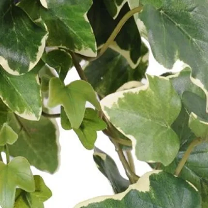 LIERRE GALA artificiel 50 cm vert crème - feuille